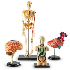 Learning Resources Complete Anatomy Models | Creative Activity