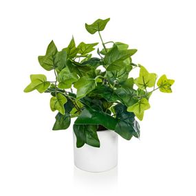 Table Top Plants - Ivy Plant Display | Creative Activity